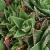 Virtu'  Aloe