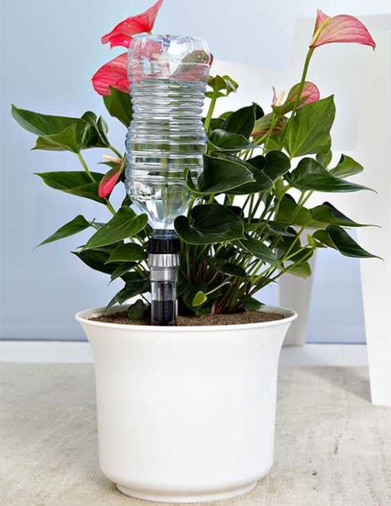 Innaffiare le piante in vaso