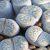 Lithops, Pietre Vive del Deserto