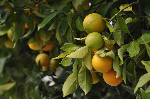 Coltivare Un Albero Di Arancio Suggerimenti Utili Lavorincasa It