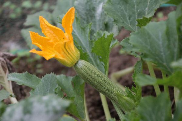 Coltivare Zucchine Nell Orto Di Casa Lavorincasa It