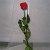Rose stabilizzate