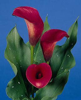 Calla Captain Romance, Bulbo dell'anno 2009 Bulbo dell'anno 2009