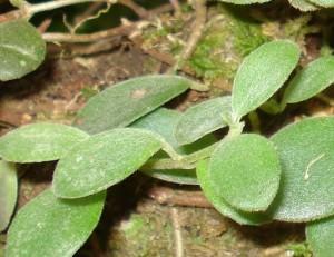 Peperomia tetraphylla Peperomia tetraphylla