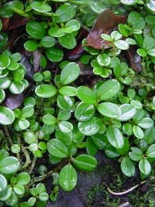 peperomia_tetraphylla peperomia tetraphylla foglie