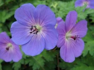 geranium rozanne geranium rozanne