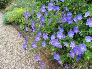 geranium rozanne geranium rozanne
