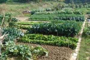 progetto dell'orto progetto dell'orto