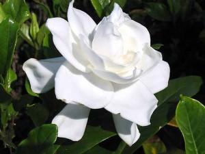 gardenia bianca gardenia bianca