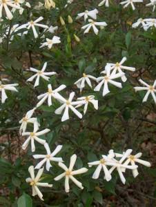 gardenia