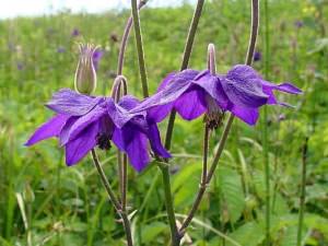 aquilegia vulgaris aquilegia vulgaris