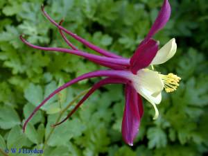 aquilegia aquilegia