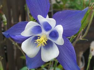 aquilegia caerula blue star aquilegia caerula blue star