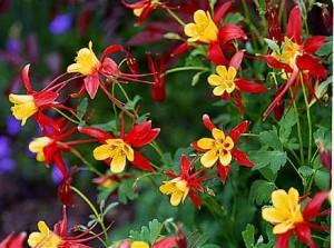 aquilegia mckana giants aquilegia mckana giants