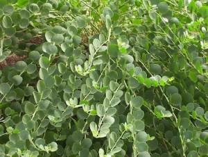 capparis spinosa capparis spinosa