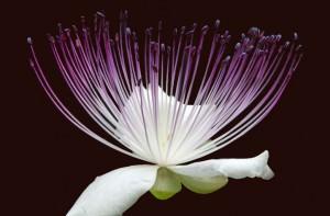 fiore di cappero, particolare fiore di cappero, particolare