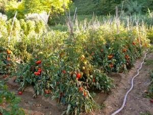 coltivazione dei pomodori coltivazione dei pomodori