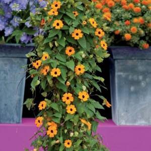 thunbergia
