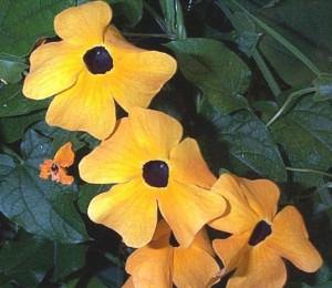 thunbergia