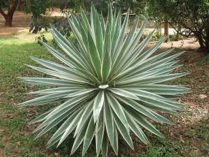 Agave 2