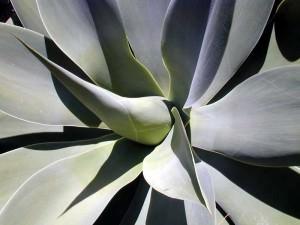 agave attenuata