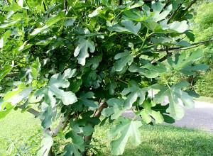 Ficus carica