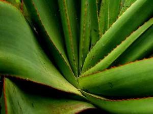 foglie di agave