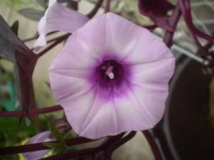 ipomoea batatas blackie