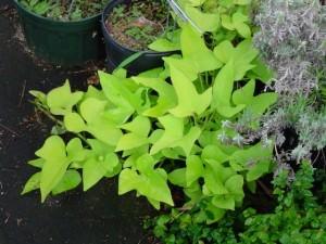 ipomoea batatas