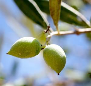 olive olive