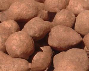 patata dolce