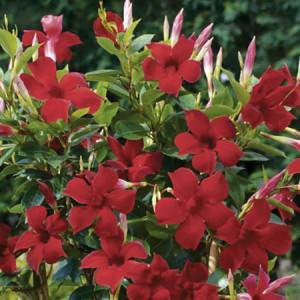 Dipladenia Sundaville