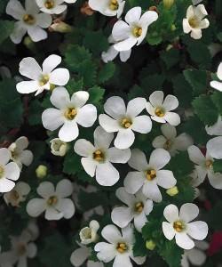 Bacopa 3