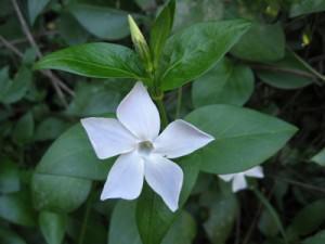 vinca bianca