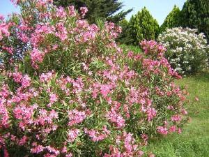 Oleandro, nerium oleander