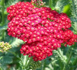 achillea 2