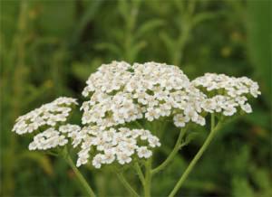 achillea millefolium