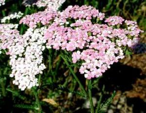 achillea 1