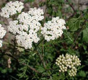 achillea nobilis