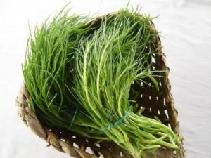 agretti germogli