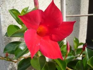 dipladenia