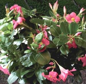 dipladenia2