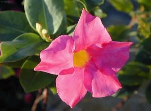 dipladenia rosa