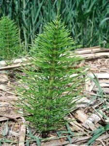equisetum