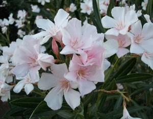 fiori dell' oleandro