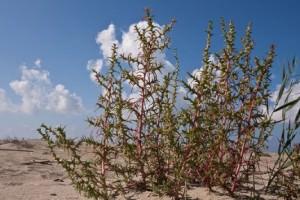 salsola soda
