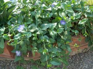 Pervinca