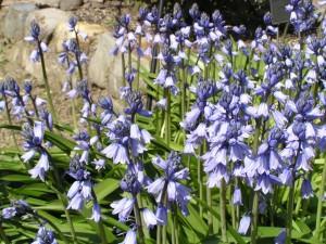 Scilla