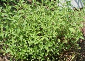 stevia