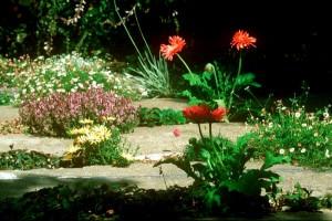 crack garden